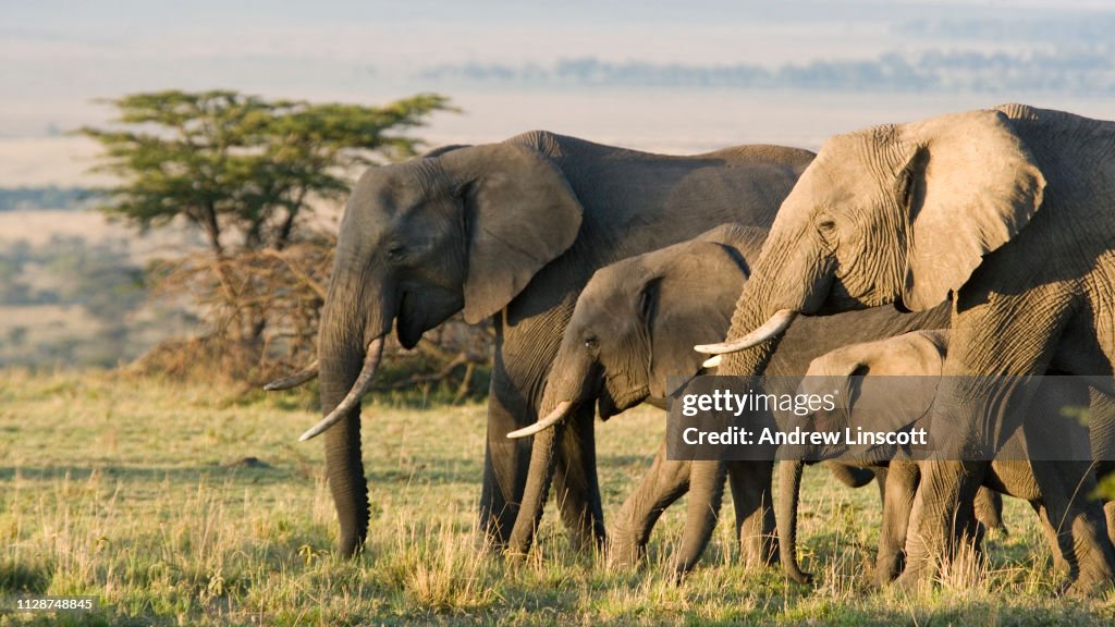 Grupp av afrikanska elefanter i naturen
