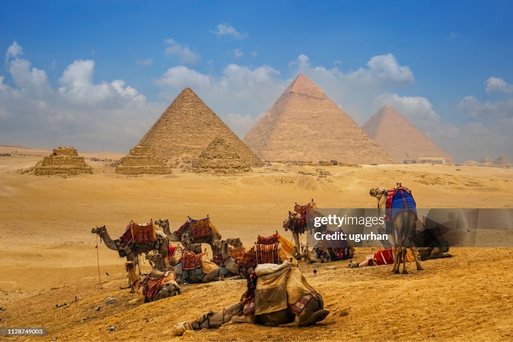 The camel caravan is in front of the Egyptian pyramids.