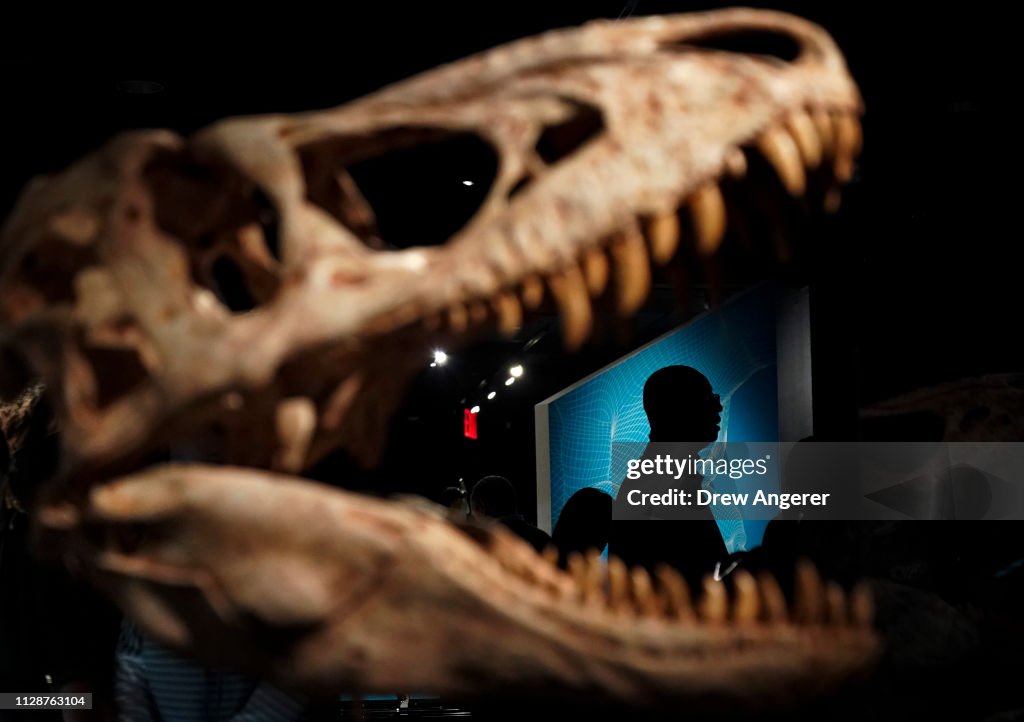 New Exhibition At NYC's Museum Of Natural History Celebrates Tyrannosaurus Rex