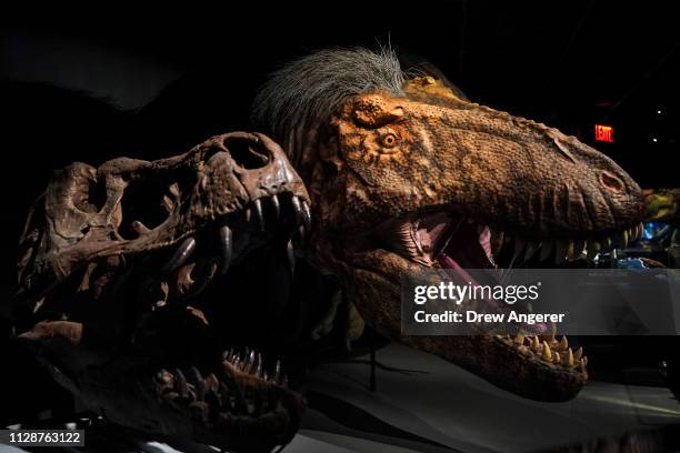 Model of a feathered Tyrannosaurus rex dinosaur stands in a new exhibit called 'T. Rex: The Ultimate Predator' at the American Museum of Natural...