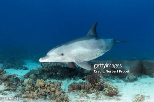 bottlenose dolphin (tursiops truncatus), female, swims over coral reef, red sea, egypt - flasknosdelfin bildbanksfoton och bilder