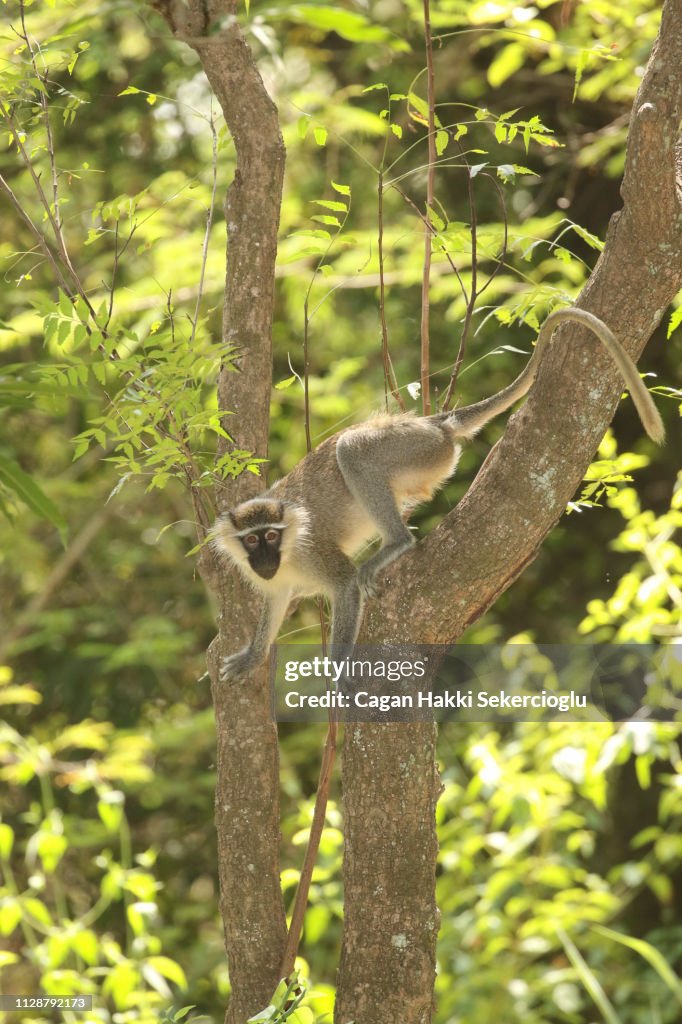 A tantalus monkey, Chlorocebus tantalus, climbing down a tree