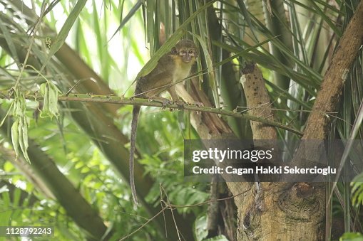 Southern Talapoin Monkey Miopithecus Talapoin High-Res Stock Photo ...