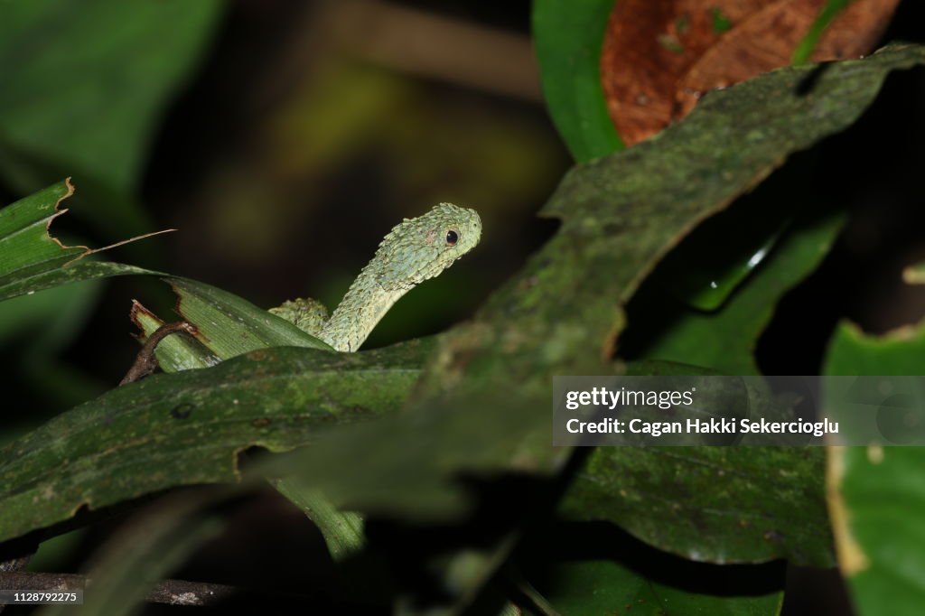 A Highly Venomous Atheris Squamigera Known As Variable Bush Viper