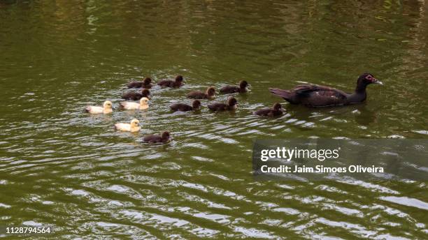 cairina moschata (muscovy duck) family - muscovy duck stock pictures, royalty-free photos & images