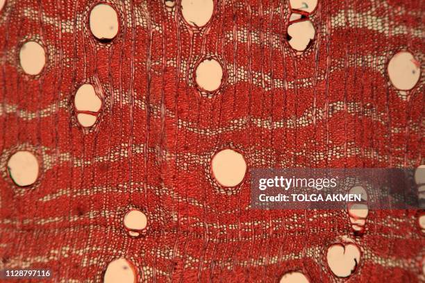 Photograph taken through a microscope shows a section of Dalbergia nigra, an endangered plant commonly known as the Bahia rosewood from Brazil, at...