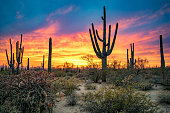 Massive Saguaros in Sonoran Desert at Sunset