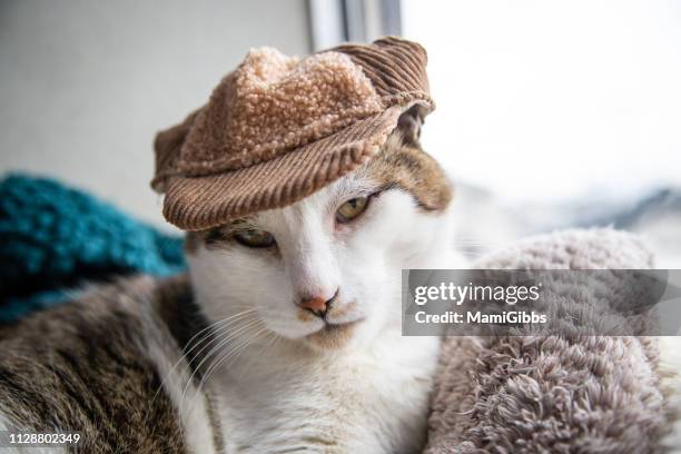 cat wearing hat - cat fashion ストックフォトと画像