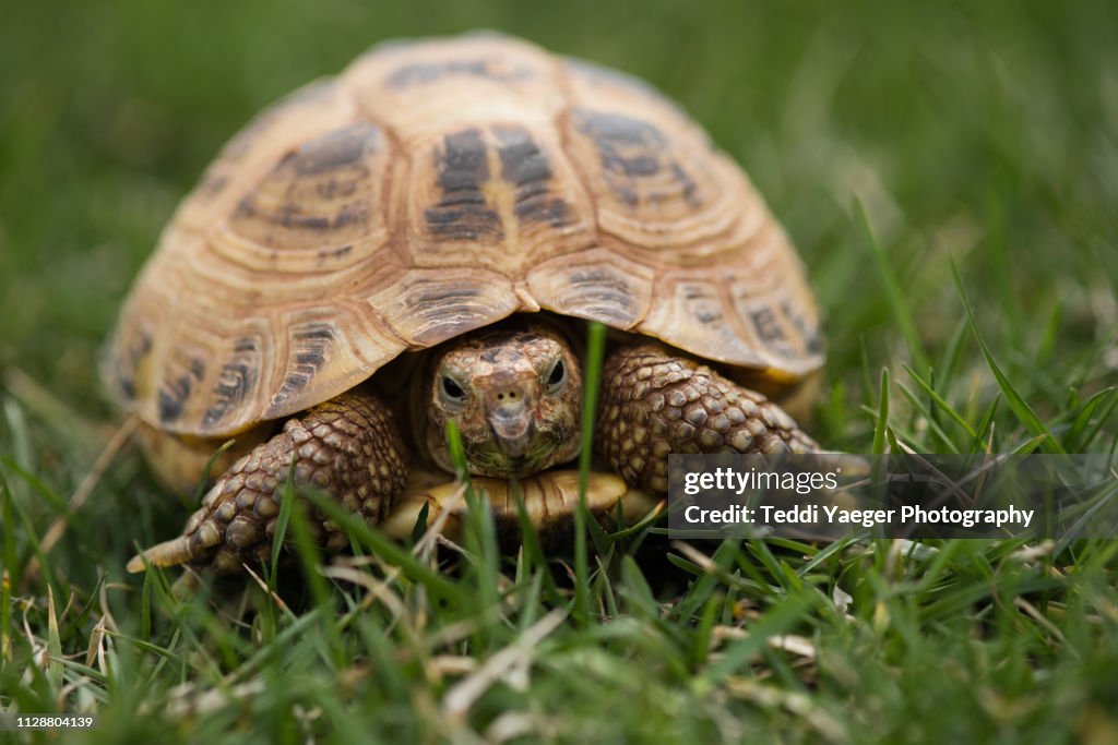 Russian Tortoise in the Grass