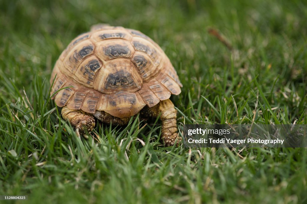 Russian Tortoise in the Grass