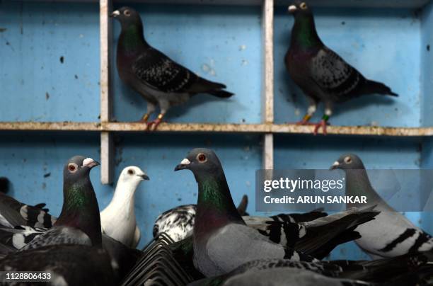 In this photo taken on February 25, 2019 Indian racing pigeons rest in their cage before going on a morning fly in Chennai, ahead of a long distance...