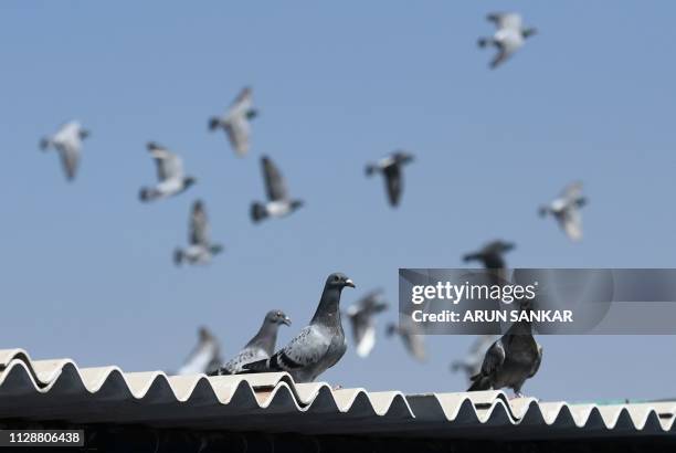 In this photo taken on February 25, 2019 Indian racing pigeons are pictured during a morning fly in Chennai, ahead of a long distance race from...