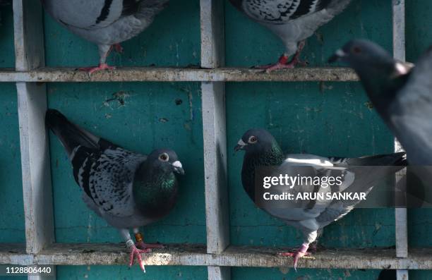 In this photo taken on February 25, 2019 Indian racing pigeons rest in their cage before going on a morning fly in Chennai, ahead of a long distance...