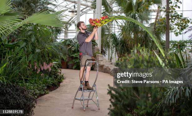 Callum Monro 65 Spear Lily Stock Photos, High-Res Pictures, and Images - Getty Images
