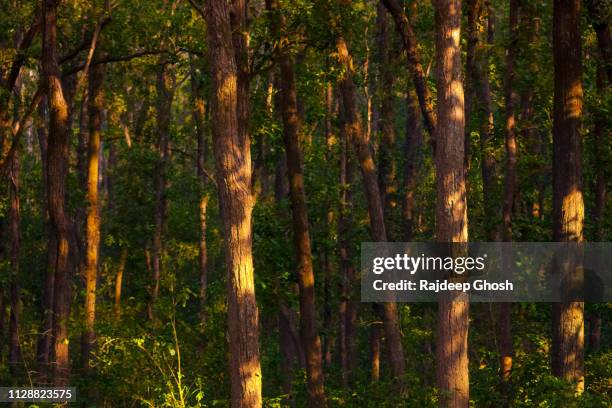 dense indian jungle - dark panthera stock pictures, royalty-free photos & images