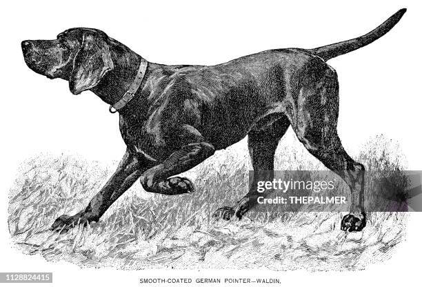 german pointer dog engraving 1891 - pointer dog stock illustrations