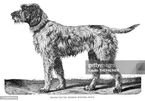 german pointer dog engraving 1891 - pointer dog white background stock illustrations