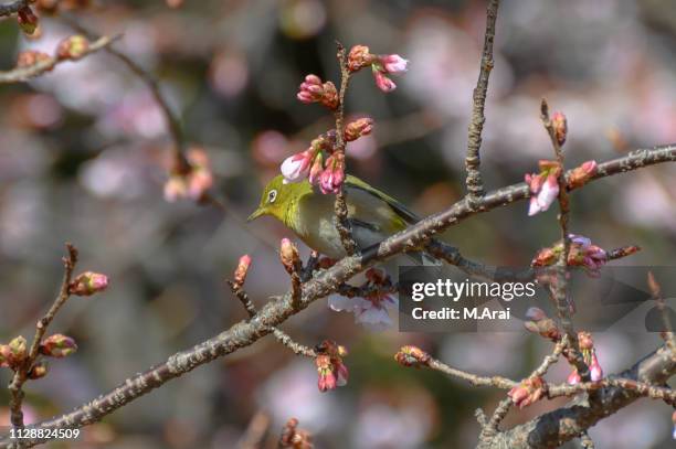 japanese white-eye and prunus kanzakura - 繊細 stock-fotos und bilder