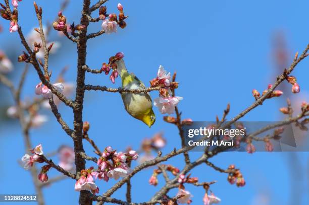 japanese white-eye and prunus kanzakura - 植物学 - fotografias e filmes do acervo