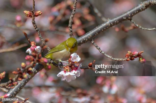 japanese white-eye and prunus kanzakura - 植物学 - fotografias e filmes do acervo