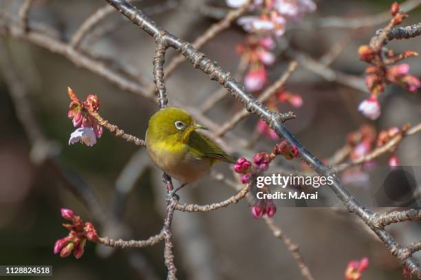 japanese white-eye and prunus kanzakura - 成長 stockfoto's en -beelden