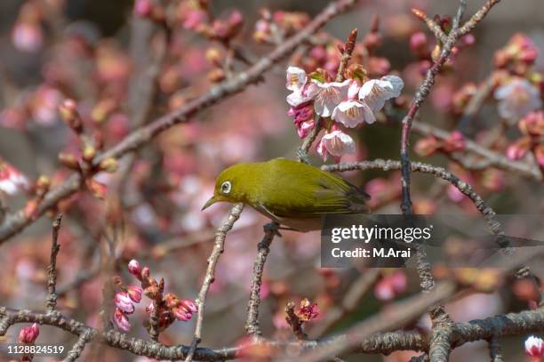 japanese white-eye and prunus kanzakura - 見る foto e immagini stock