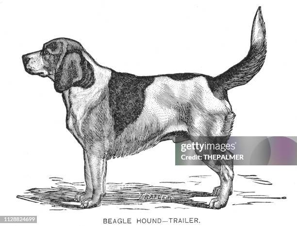 ilustrações de stock, clip art, desenhos animados e ícones de beagle hound dog engraving 1891 - beagle