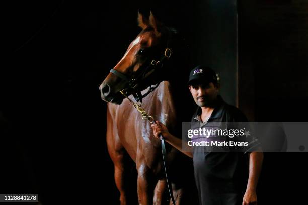 Chris Waller horse Egg Tart looks on after being hosed at Royal Randwick Racecourse on February 09, 2019 in Sydney, Australia.