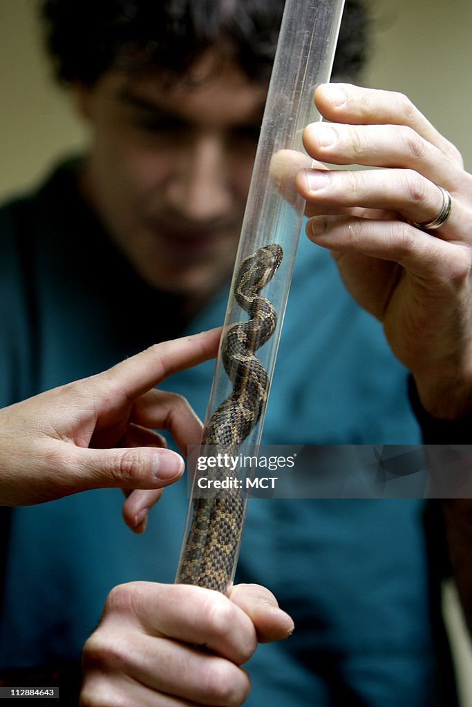 SAVING RATTLESNAKES