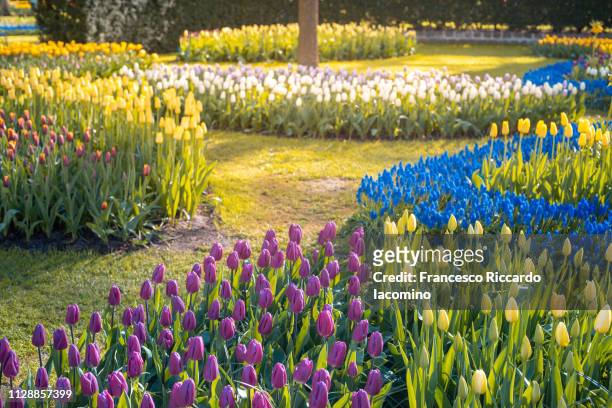 keukenhof gardens, tulips and flowers in springtime - iacomino netherlands foto e immagini stock