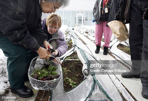 Rose Rouse 116 Marjorie Little Photos & High Res Pictures - Getty Images