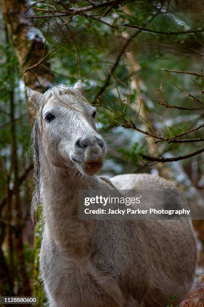 close-up image of a grey new forest pony standing in the snow in the new forest national park, hampshire, england - new forest stock pictures, royalty-free photos & images