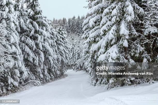 snow-covered spruce trees in a wintry landscape, in the sauerland, germany - buiten de steden gelegen gebied stock pictures, royalty-free photos & images