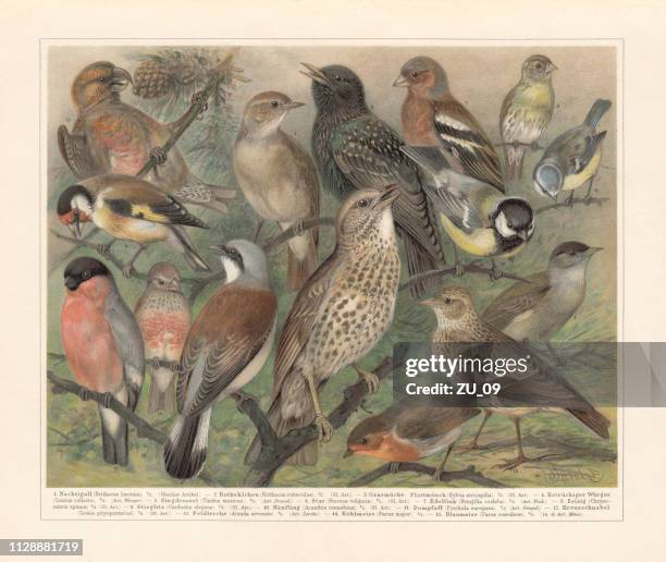 european songbirds, chromolithograph, published in 1897 - animal welfare stock illustrations