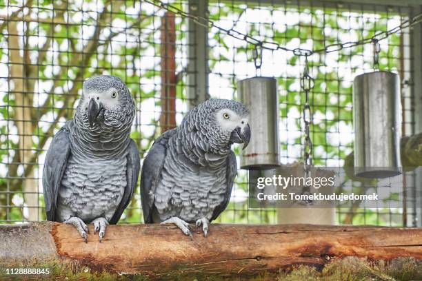 bird - animales en cautiverio fotografías e imágenes de stock