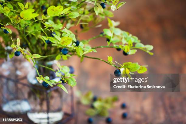 cut green branches with berry of bilberry in a vase, summer concept - huckleberry stock pictures, royalty-free photos & images