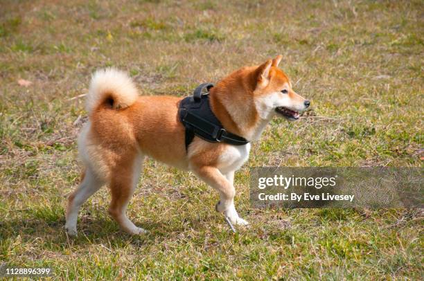 shiba inu dog walking - shiba inu winter stock pictures, royalty-free photos & images