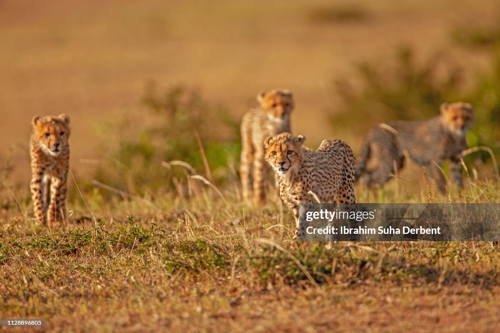 Four Cheetah Cubs Running and Walking In a Front Shot