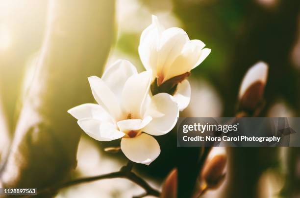 magnolia flower - magnólia imagens e fotografias de stock