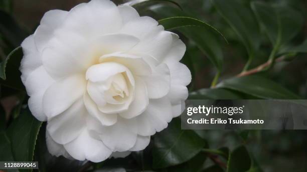 unusual double-flowered white camellia - 茎 stock pictures, royalty-free photos & images