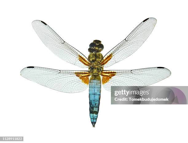 dragonfly - schmetterling fliegen stockfoto's en -beelden