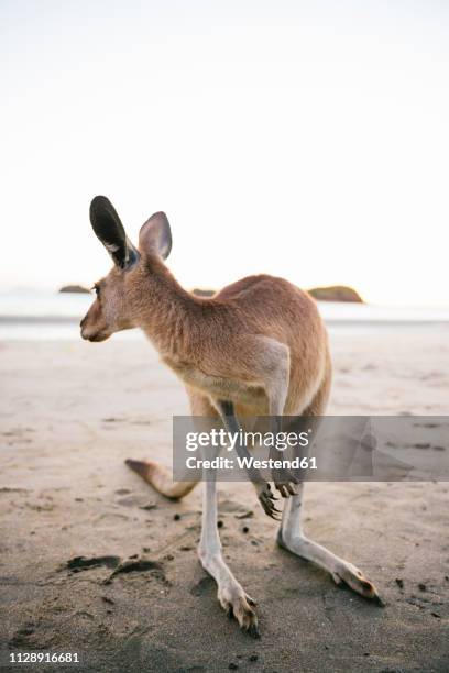 australia, queensland, mackay, cape hillsborough national park, kangaroo on the beach - kangaroo on beach foto e immagini stock