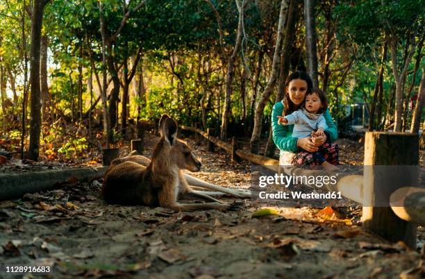 australia, queensland, mackay, cape hillsborough national park, mother and little daughter watching kangaroo - family holidays australia stock-fotos und bilder