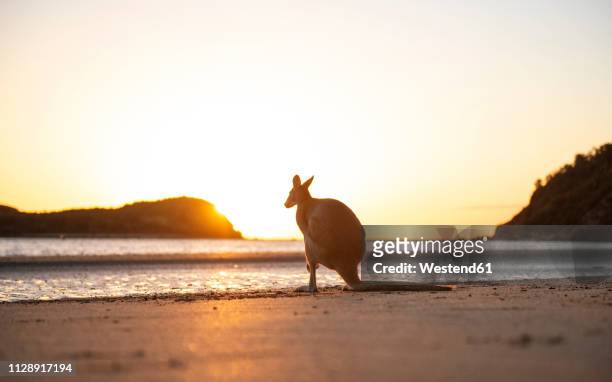 australia, queensland, mackay, cape hillsborough national park, back view of wallaby on the beach at sunrise - kangaroo on beach bildbanksfoton och bilder