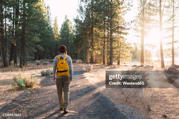 usa, north california, rear view of young man walking on a path in a forest near lassen volcanic national park - verkehrsweg für fußgänger stock-fotos und bilder