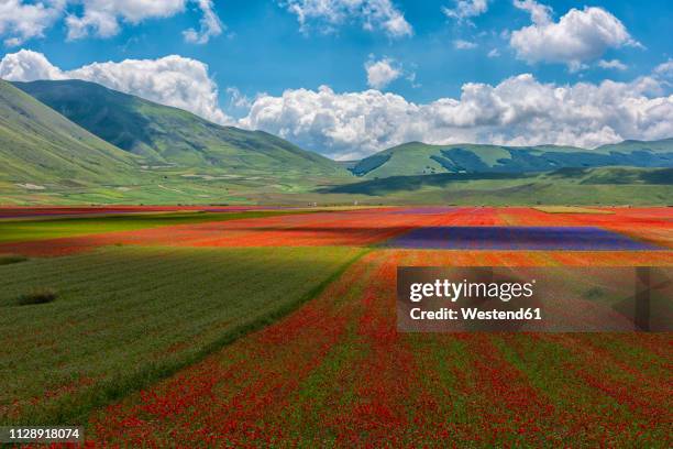 italy, umbria, sibillini national park, blooming flowers on piano grande di castelluccio di norcia - castelluccio di norcia stock-fotos und bilder