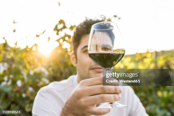 italy, tuscany, siena, young man examining red wine in a vineyard at sunset - wine tasting stock-fotos und bilder