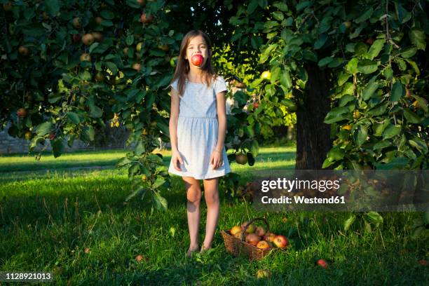 portrait of little girl standing barefoot on a meadow with picked apple in her mouth - im mund tragen stock-fotos und bilder