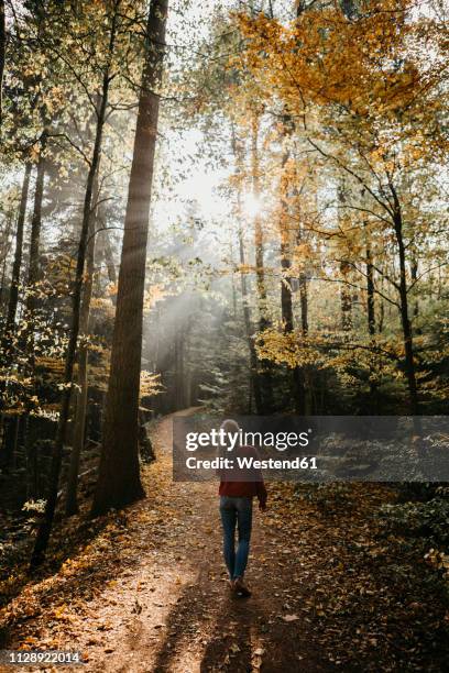 germany, black forest, sitzenkirch, woman walking in autumnal forest - black forest germany stock pictures, royalty-free photos & images