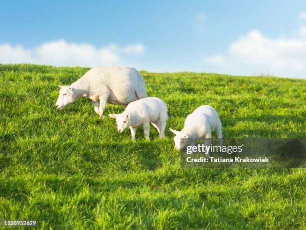 dos jóvenes ovejas pastando con la madre en un idílico prado verde en primavera - lamb animal fotografías e imágenes de stock